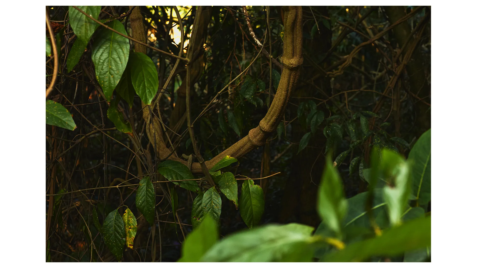 Ayahuasca: Preparando o Tesouro da Amazônia