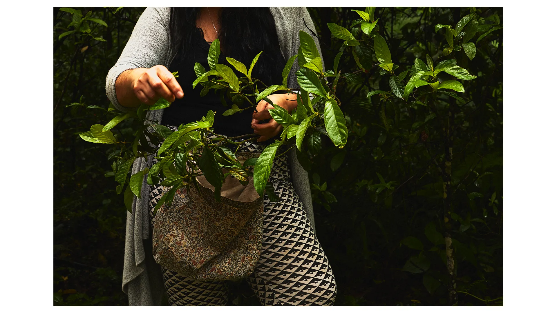 Ayahuasca: Preparando o Tesouro da Amazônia