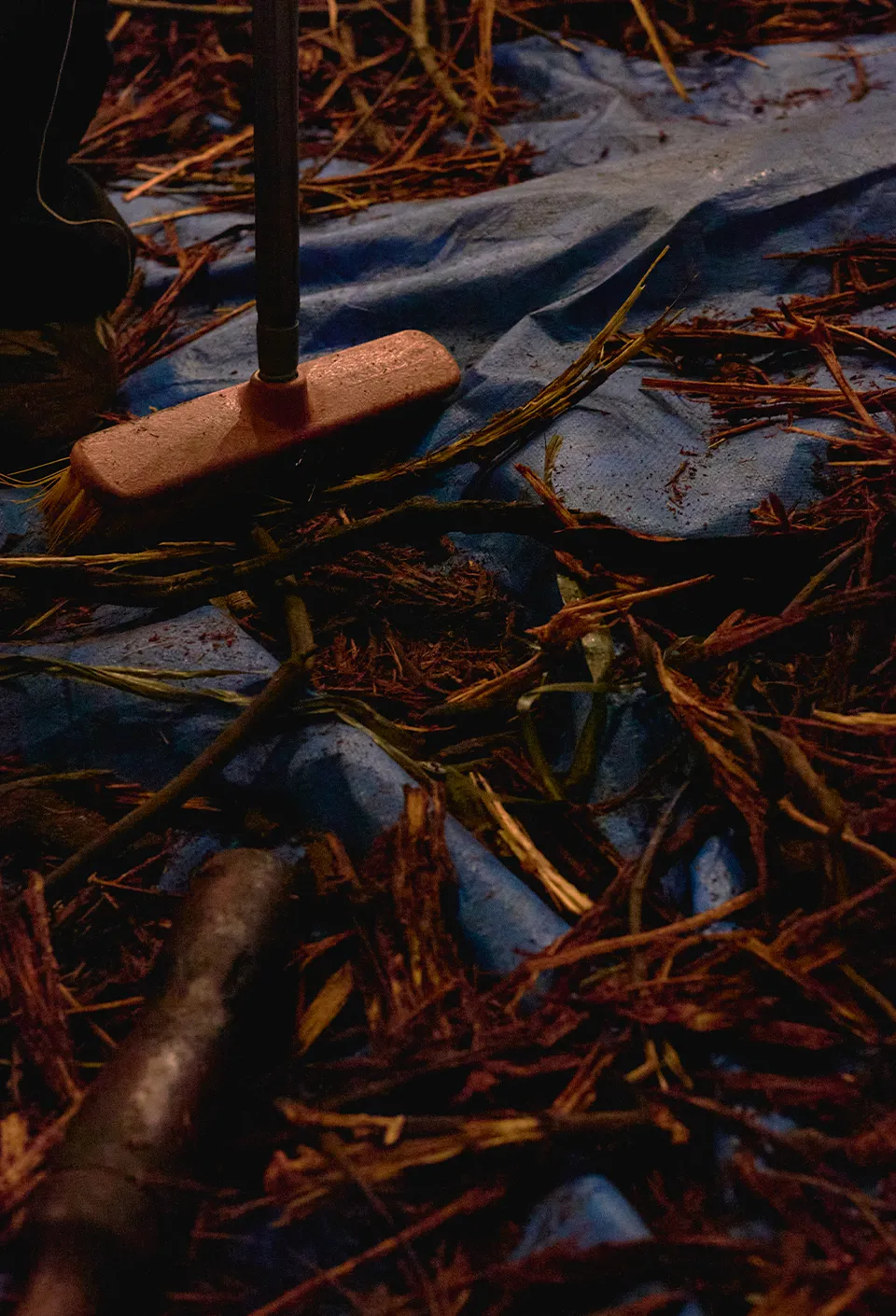 Ayahuasca: Preparando o Tesouro da Amazônia