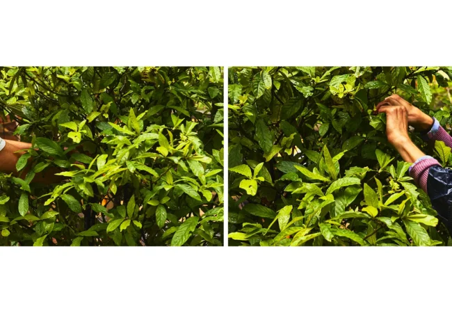 Ayahuasca: Preparando o Tesouro da Amazônia