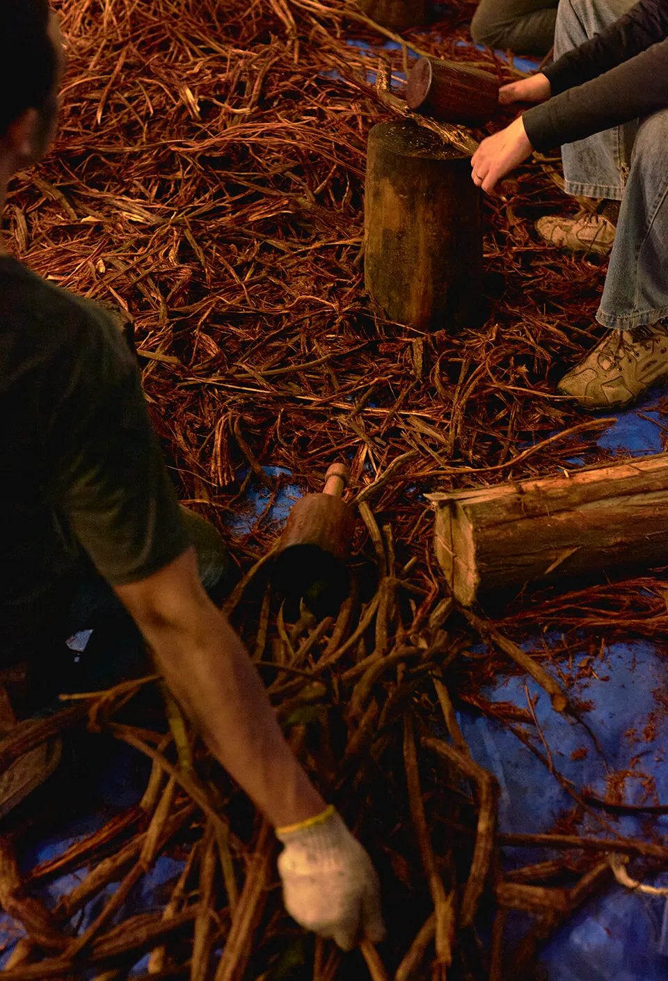 Ayahuasca: Preparando o Tesouro da Amazônia